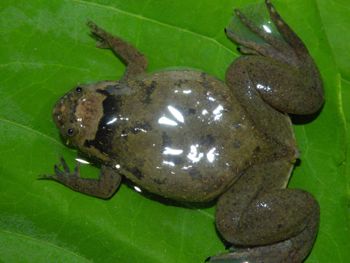 Media type: image;   Herpetology A-148034 Aspect: dorsal